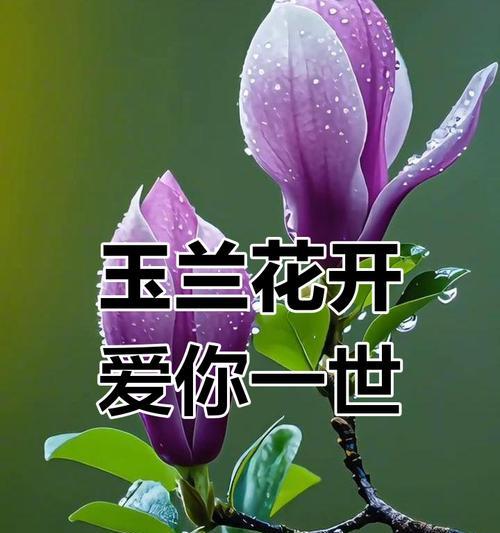 六朵青色玫瑰花代表什么意义？