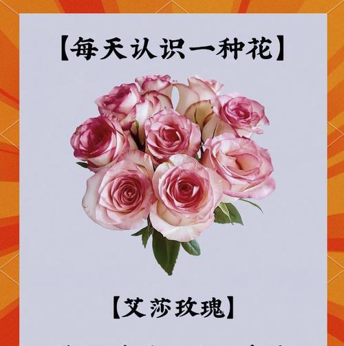 11朵黄色玫瑰代表什么？黄色玫瑰花语是什么？