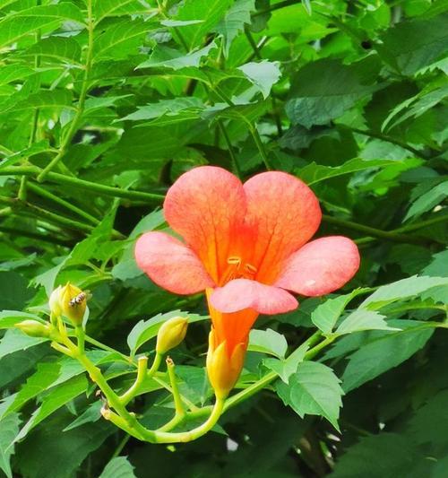 什么花象征遗憾的爱情？如何用花表达未了的情感？