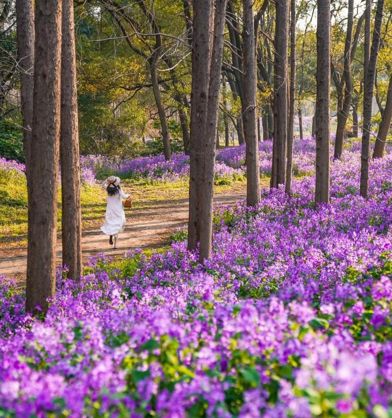 满城紫色的花语是什么？紫色花海代表什么？