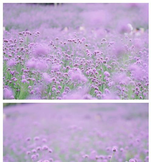 满城紫色的花语是什么？紫色花海代表什么？