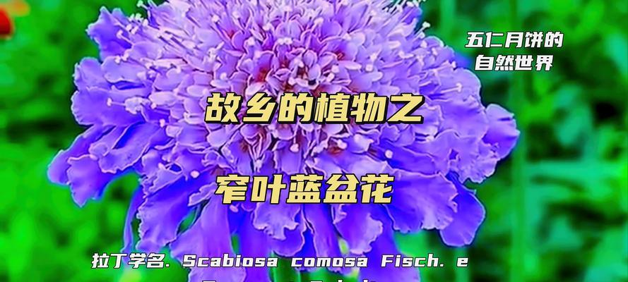 蓝色花无毒的寓意是什么？蓝色花有哪些好的象征意义？