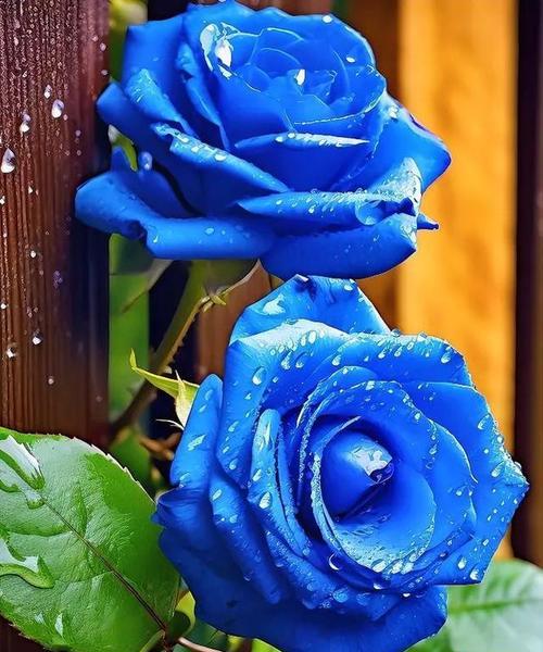 蓝色花无毒的寓意是什么？蓝色花有哪些好的象征意义？