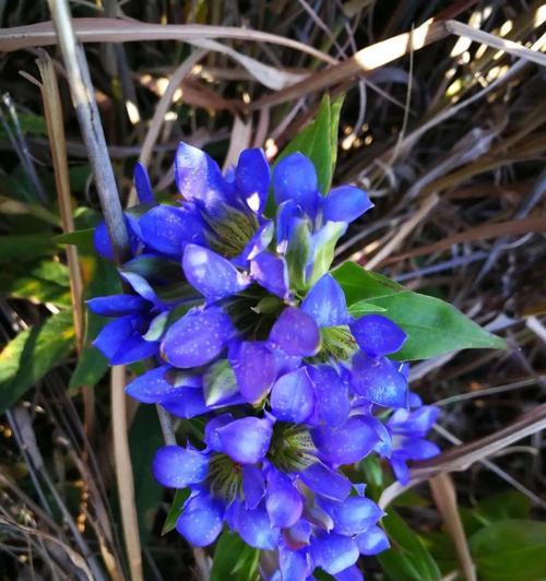 蓝色花无毒的寓意是什么？蓝色花有哪些好的象征意义？