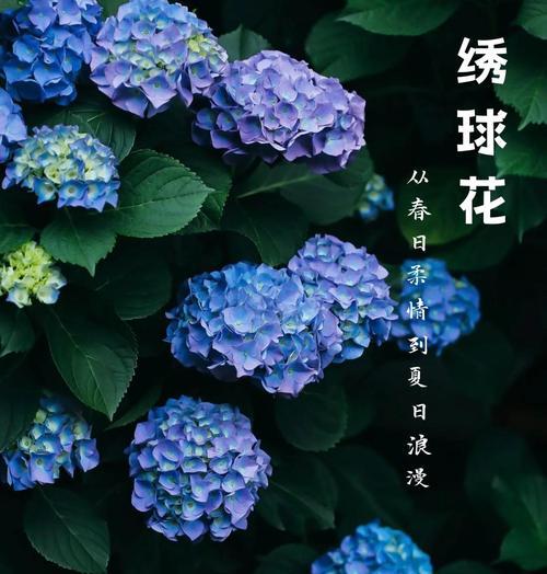 蓝色和白色花的寓意是什么？它们的花语有何不同？