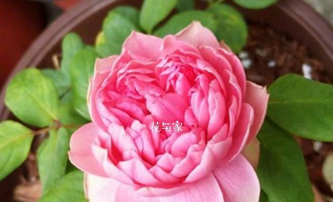 冬季有哪些花象征爱情？它们的花语是什么？