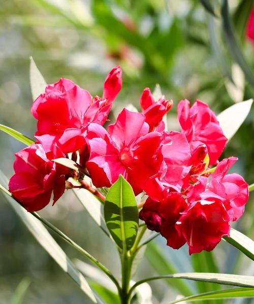 七对不同颜色的花寓意是什么？七对花颜色组合有何特别意义？
