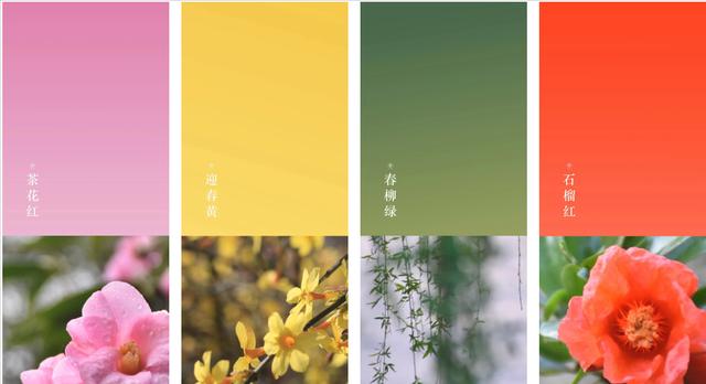 七对不同颜色的花寓意是什么？七对花颜色组合有何特别意义？