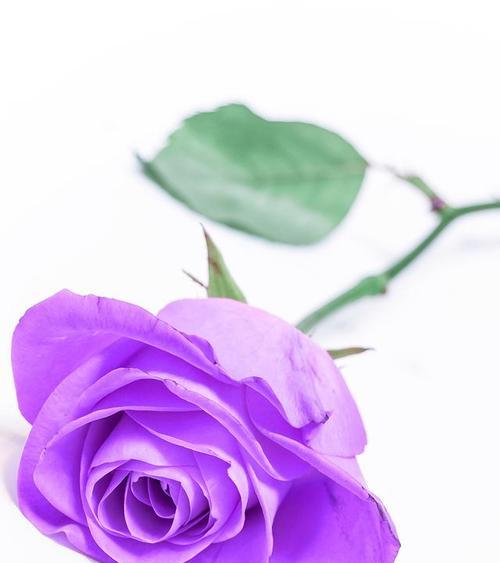 紫色小星花象征着什么？它在花语中代表什么意义？