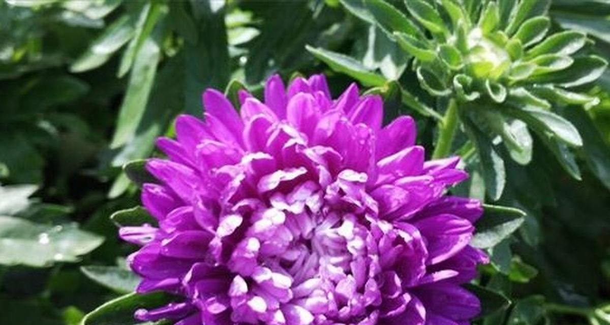 紫色小星花象征着什么？它在花语中代表什么意义？