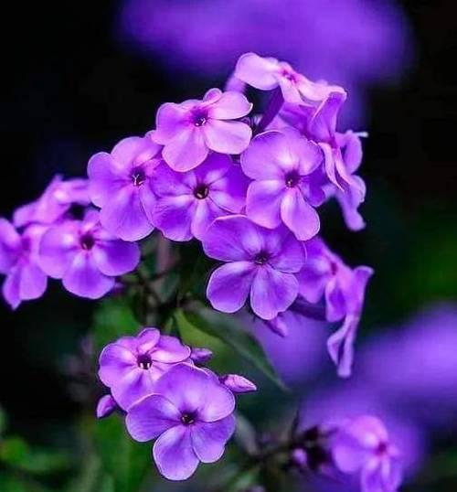紫色花卉有哪些希望的寓意？紫色花象征希望的含义是什么？
