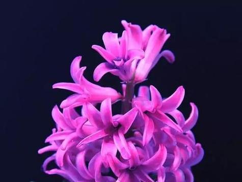 紫色花卉有哪些希望的寓意？紫色花象征希望的含义是什么？