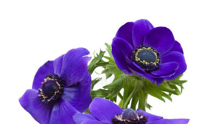 深蓝色的花代表什么寓意？深蓝色花朵的象征含义有哪些？