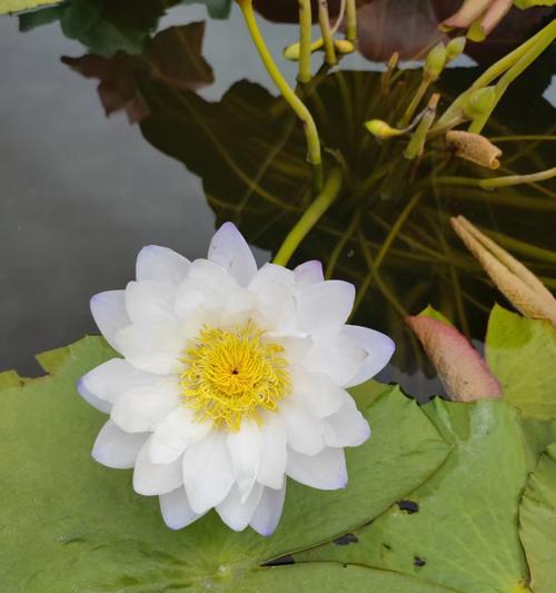 黄色莲花象征什么？黄色莲花的寓意是什么？