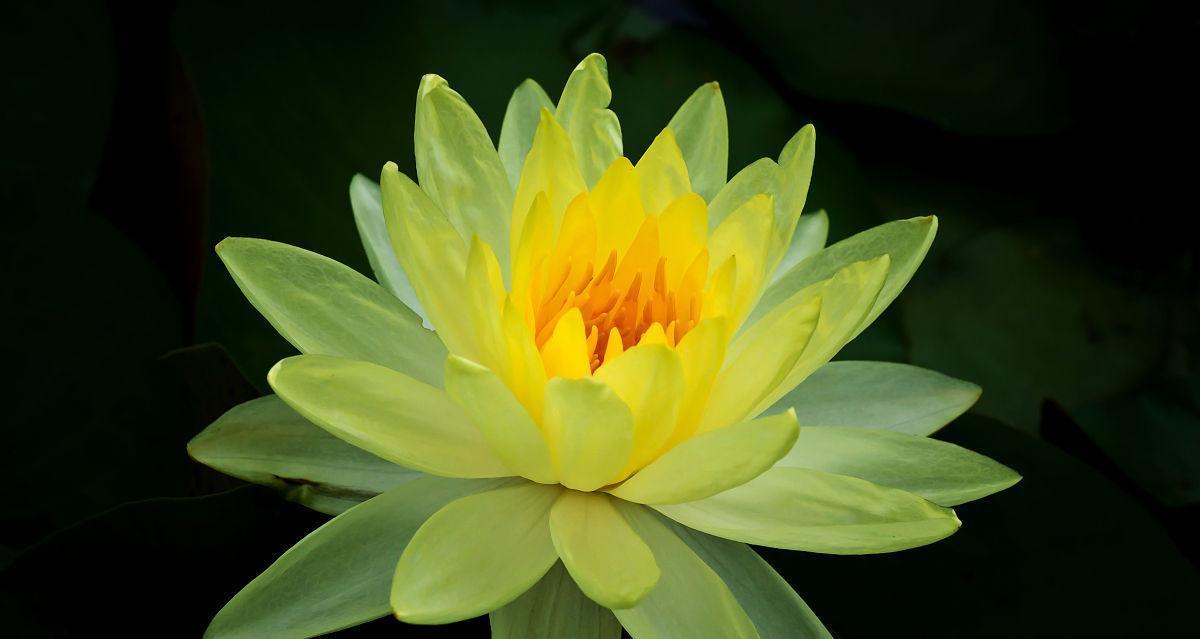 黄色莲花象征什么？黄色莲花的寓意是什么？