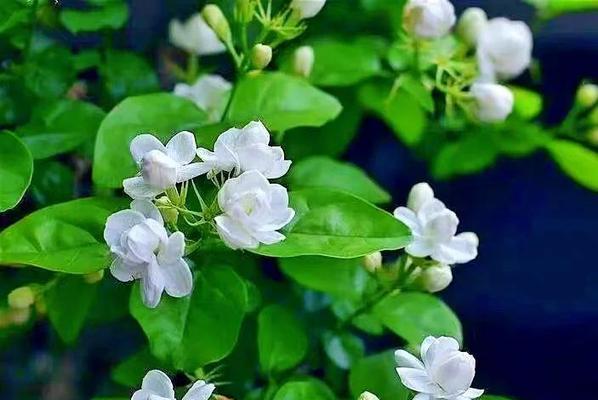 紫色扶桑花的花语是什么？紫色扶桑花的寓意是什么？