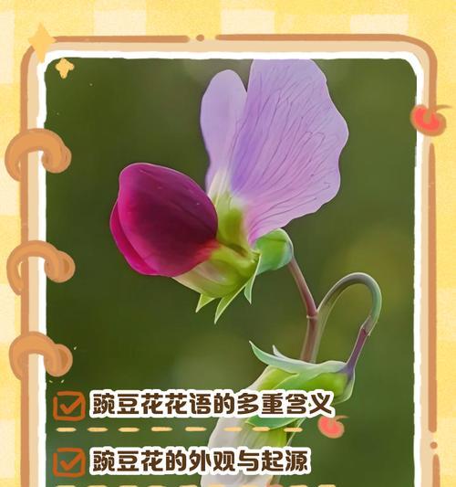 什么花代表快乐？快乐含义的花语有哪些？