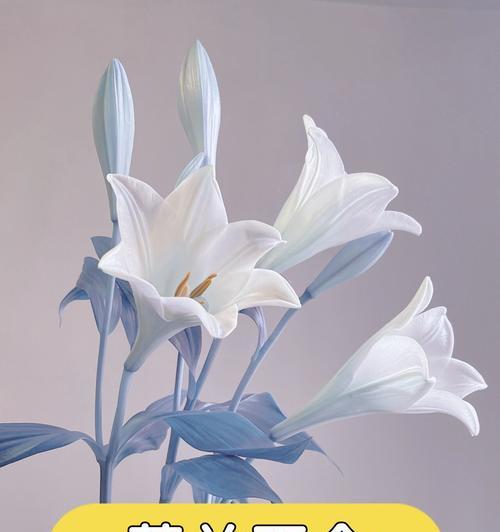 各种颜色花的含义是什么？花卉颜色与情感表达的关联？