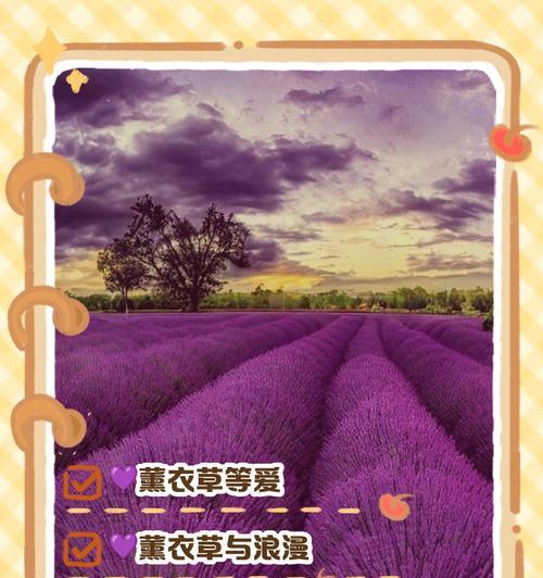 紫色玫瑰的唯美花语是什么？