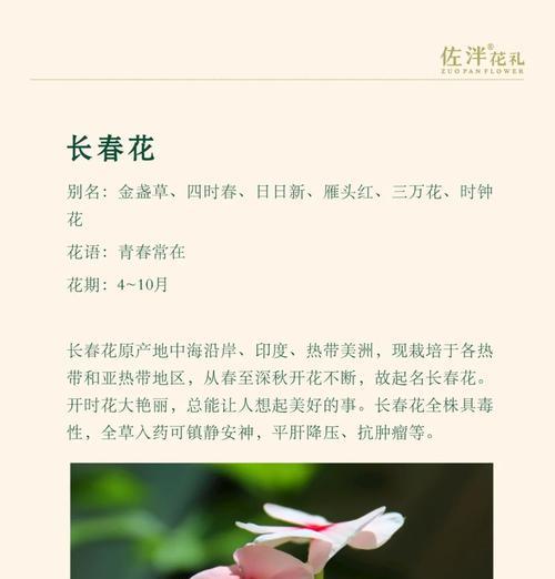 哪种白色花象征思念？它的花语有哪些？