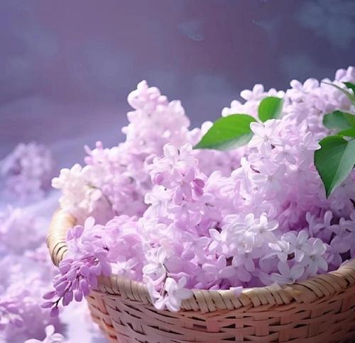 哪种白色花象征思念？它的花语有哪些？