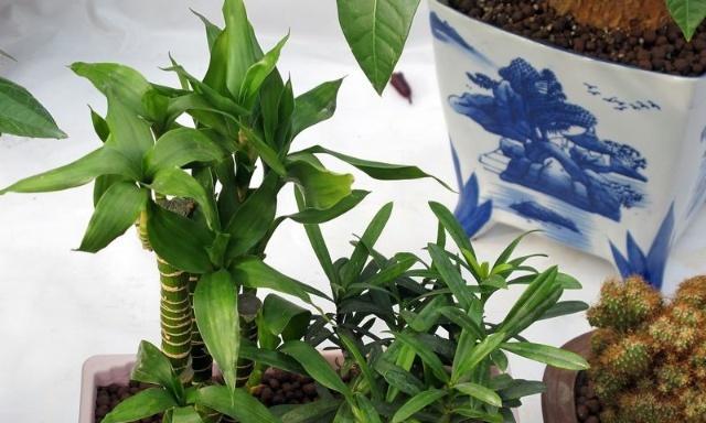 竹节花窗有什么寓意？它象征着什么？