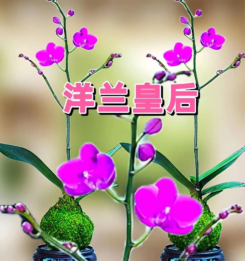 蝴蝶兰为何成为送祝福的最佳花卉选择？