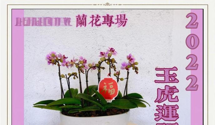 蝴蝶兰为何成为送祝福的最佳花卉选择？