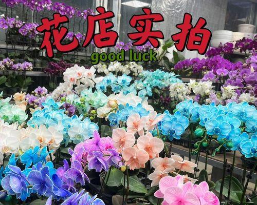 蝴蝶兰为何成为送祝福的最佳花卉选择？