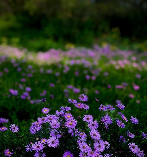 错开季节的花代表什么？错开季节的花的深层含义是什么？