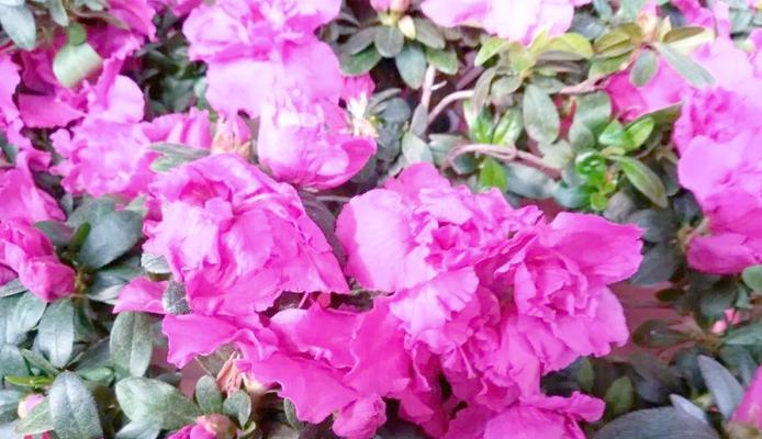 错开季节的花代表什么？错开季节的花的深层含义是什么？