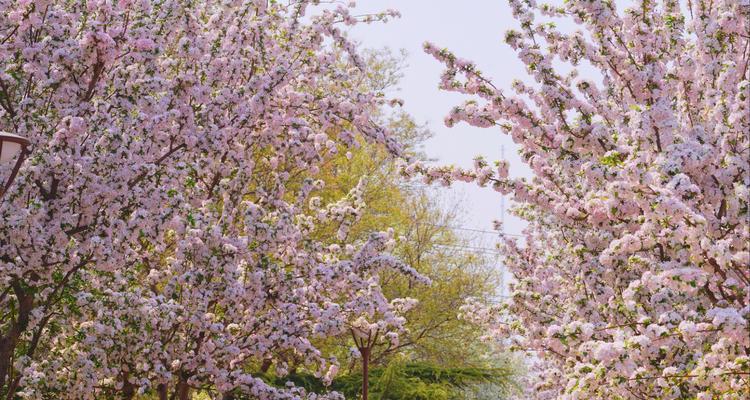 错开季节的花代表什么？错开季节的花的深层含义是什么？