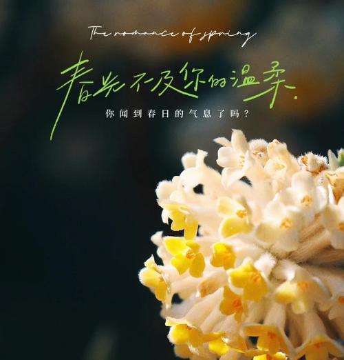 花与爱情有何联系？花的寓意在爱情中扮演什么角色？