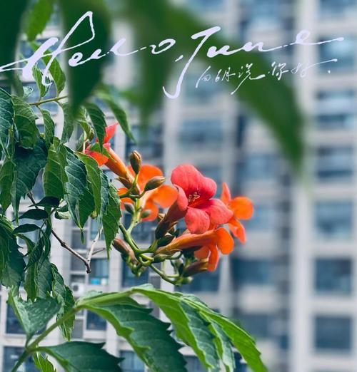 花与爱情有何联系？花的寓意在爱情中扮演什么角色？