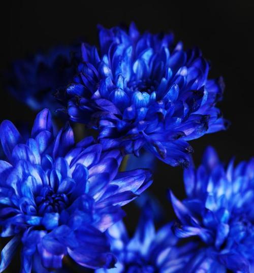 哪种蓝色的花寓意不好？蓝色寓意不好的花有哪些？