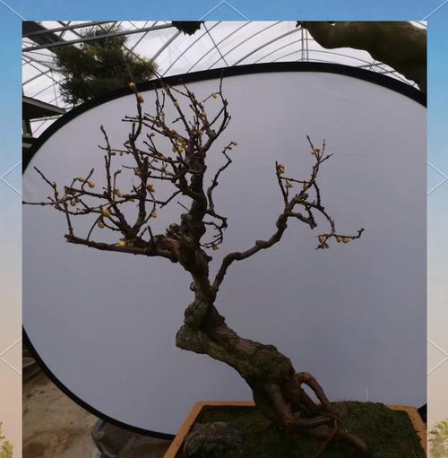 哪种花寓意坚强和幸福？坚强幸福花的象征意义是什么？