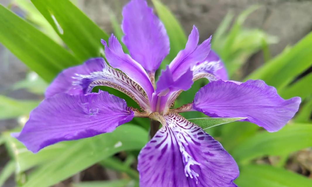 紫色长寿花的花语是什么？紫色花在花语中代表什么？