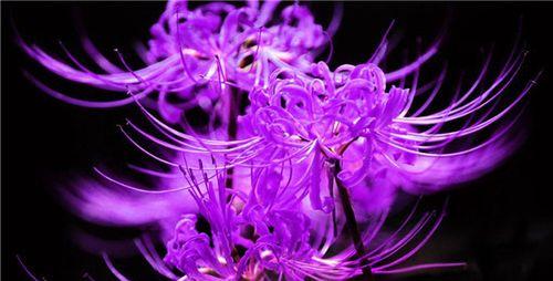紫色长寿花的花语是什么？紫色花在花语中代表什么？