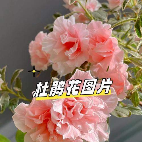 紫色花和刺猬有什么寓意？紫色花和刺猬的象征意义是什么？