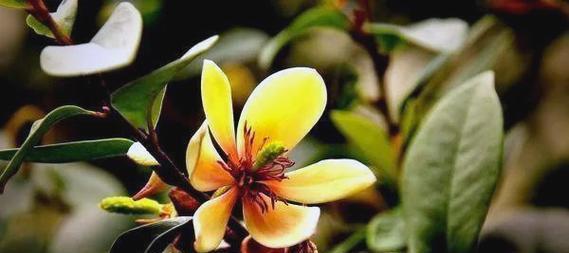 含笑花的寓意颜色有哪些？它们各自代表什么？