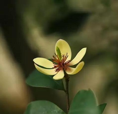 含笑花的寓意颜色有哪些？它们各自代表什么？
