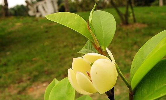 含笑花的寓意颜色有哪些？它们各自代表什么？