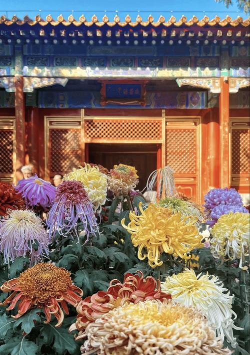 春节为什么要送菊花？菊花在春节的寓意是什么？
