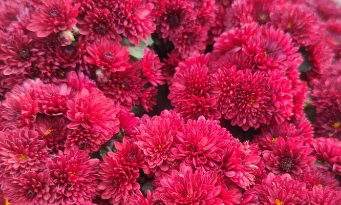 春节为什么要送菊花？菊花在春节的寓意是什么？