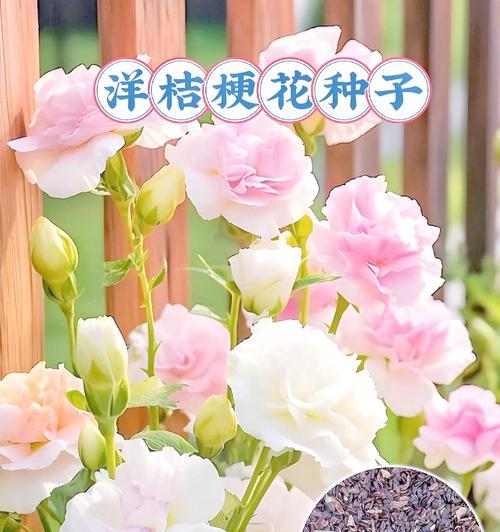 茉莉桔梗手捧花象征什么？手捧花中茉莉和桔梗的含义是什么？