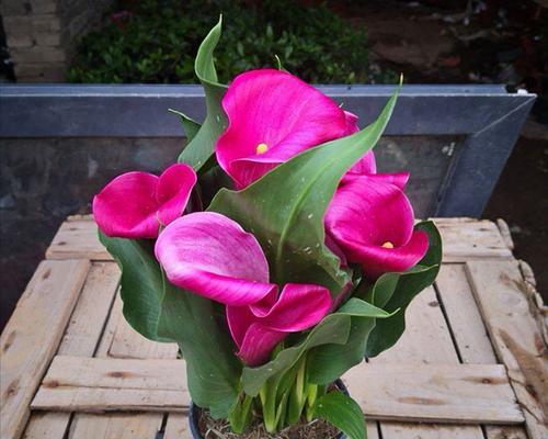 粉红色花卉代表什么？粉红色花卉的花语是什么？