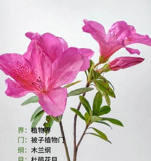 粉红色花卉代表什么？粉红色花卉的花语是什么？