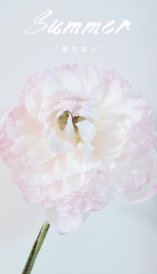 古人用什么花象征爱情？古代花语中的爱情含义是什么？