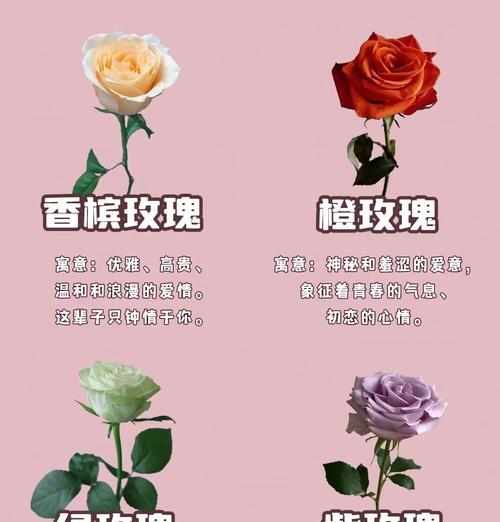 七夕节象征的花卉有哪些？