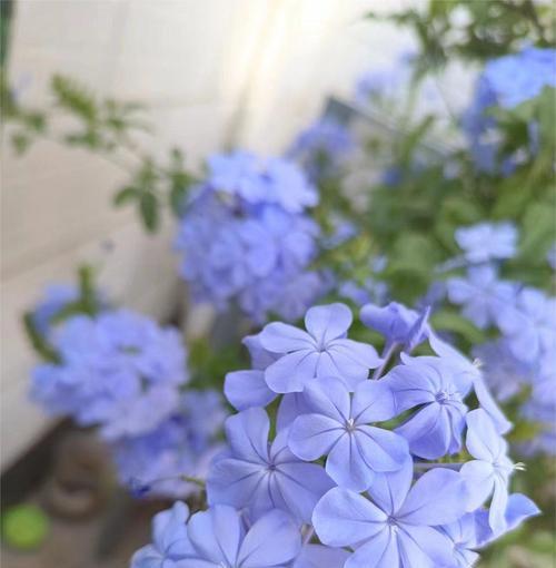 蓝色的寓意美好的花有哪些？蓝色花卉的象征意义是什么？